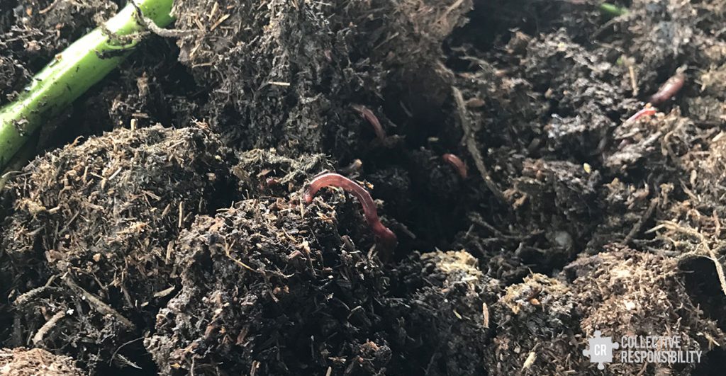 China Earthworm Compost
